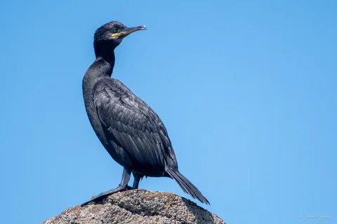 Cormoran huppé