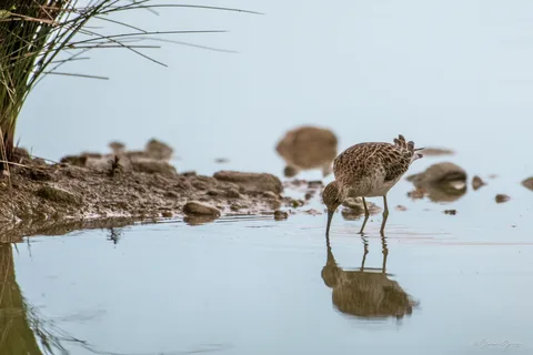 Combattant varié