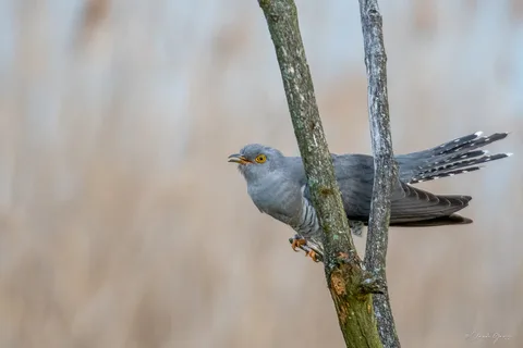 Coucou gris