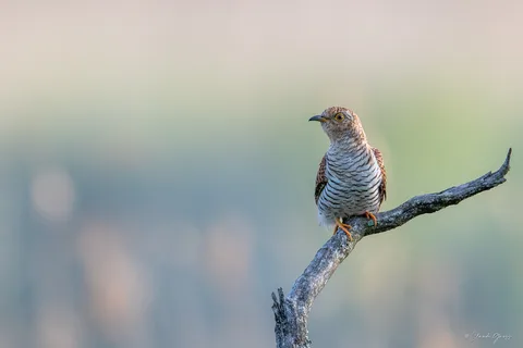 Coucou gris