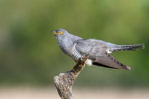 Coucou gris