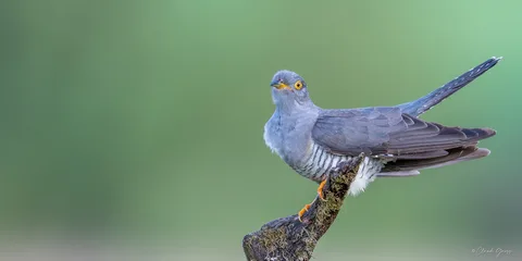Coucou gris