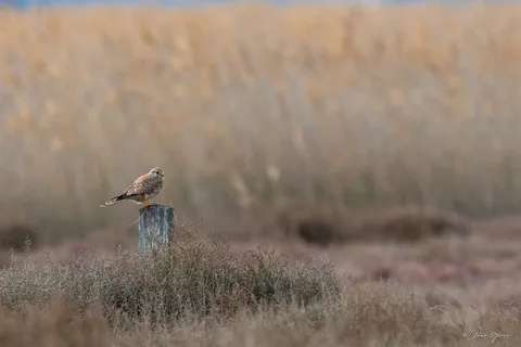 Faucon crécerelle