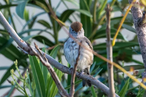 Fauvette à tête noire