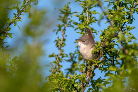 Fauvette grisette
