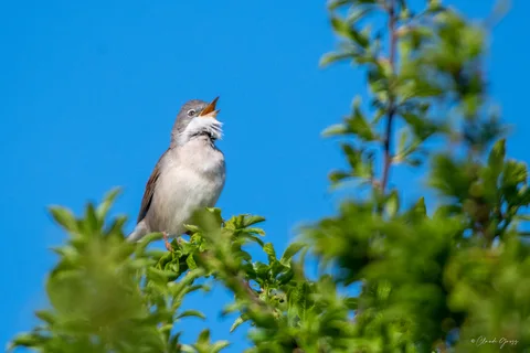 Fauvette grisette