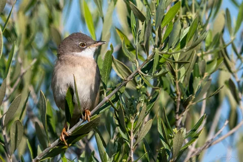Fauvette grisette