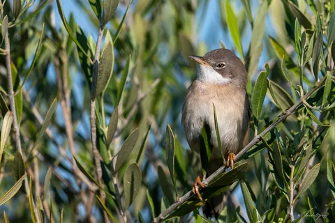 Fauvette grisette