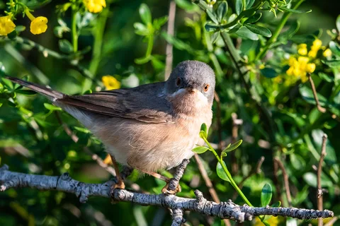 Fauvette passerinette