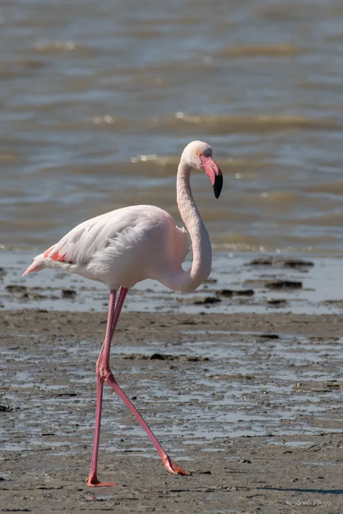 Flamant rose