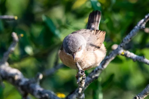 Fauvette passerinette