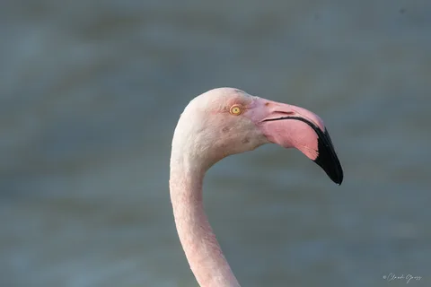 flamant rose