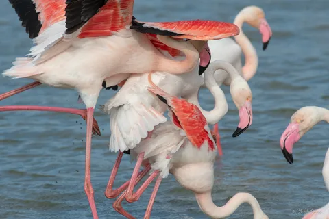 flamant rose