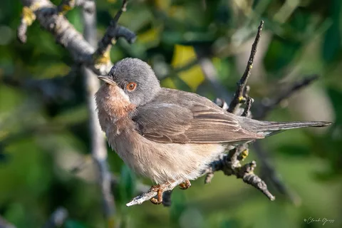 Fauvette passerinette