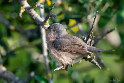 Fauvette passerinette