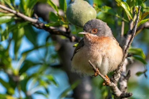 Fauvette passerinette