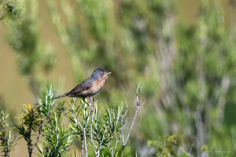 Fauvette passerinette