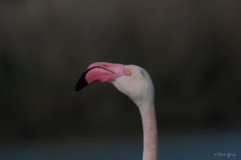 Flamant rose