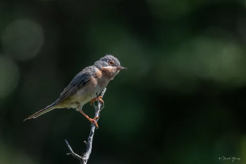 Fauvette passerinette