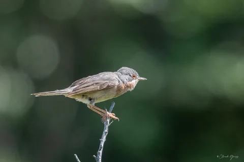 Fauvette passerinette