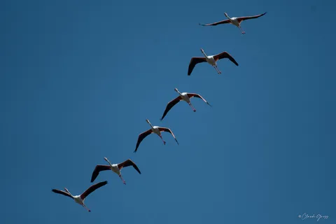 Flamant rose