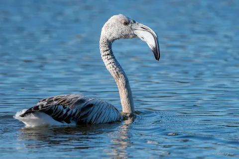 Flamand rose