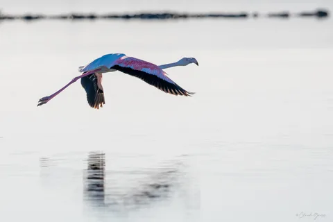 Flamand rose