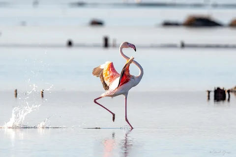 Flamand rose