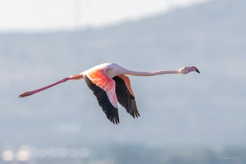 Flamand rose