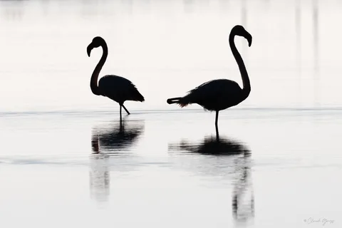 Flamand rose