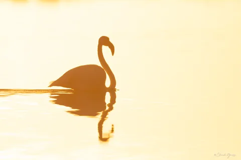 Flamand rose