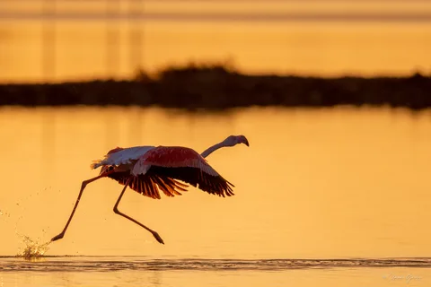 Flamand rose