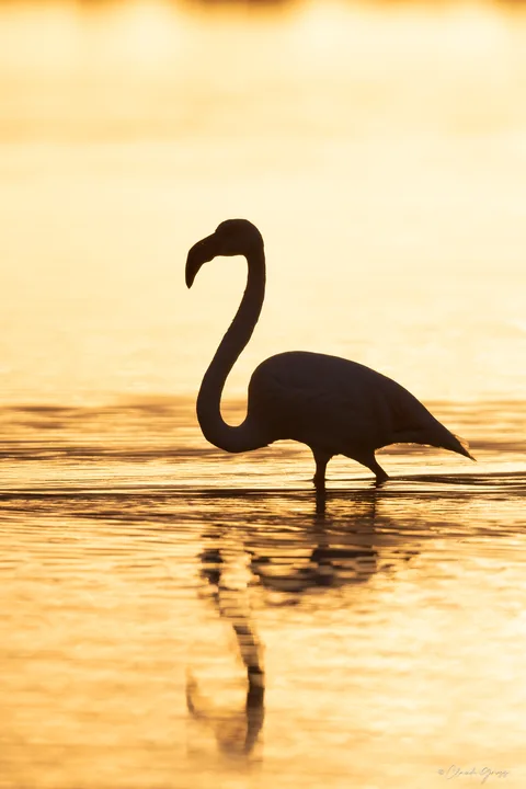 Flamand rose