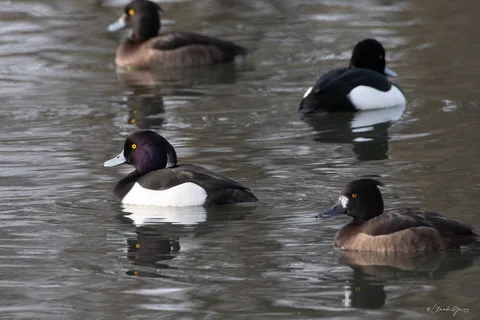 Fuligule morillon