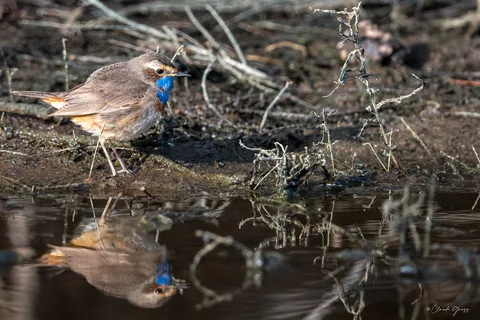 Gorgebleue à miroir