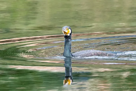 Grand cormoran