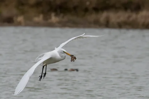 Grande aigrette
