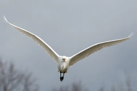 Grande aigrette