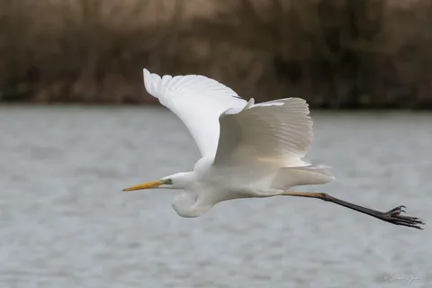 Grande aigrette