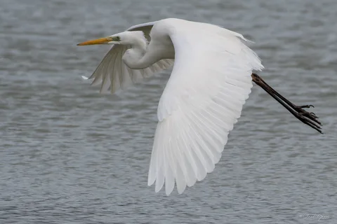 Grande aigrette