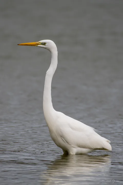 Grande aigrette
