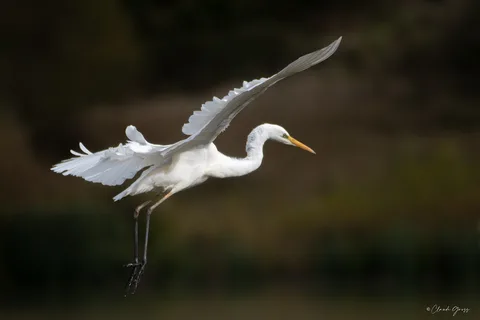 Grande aigrette