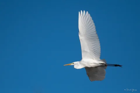 Grande aigrette
