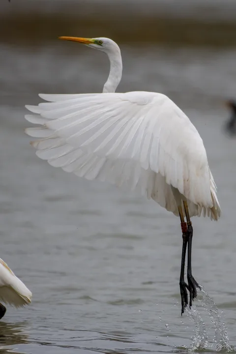 Grande aigrette