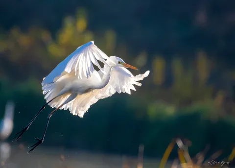 Grande aigrette