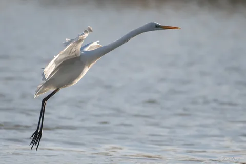 Grande aigrette