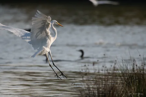 Grande aigrette