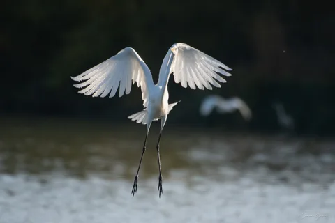 Grande aigrette