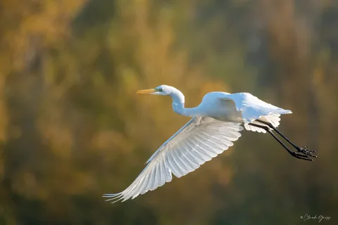 Grande aigrette