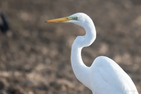 Grande aigrette